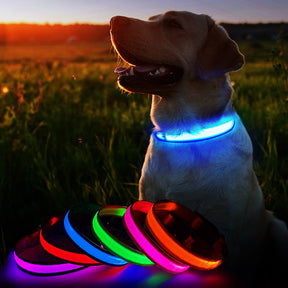 Dog Collar Luminous Pet Supplies Dog Collar Waterpoof